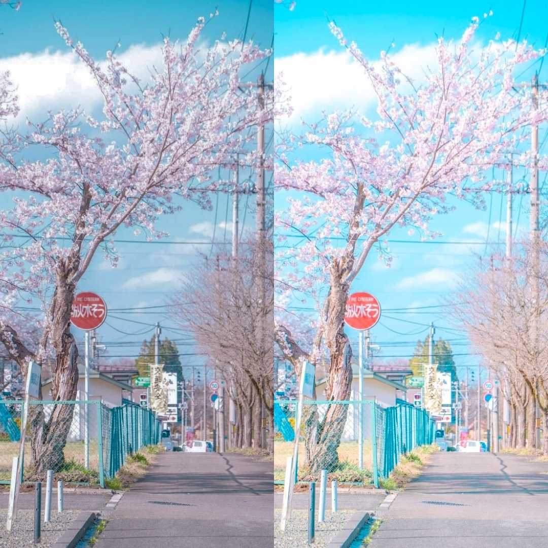 SAKURA